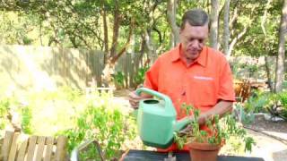 Lawn Care  How to Revive Wilted Potted Plants [upl. by Ilocin]