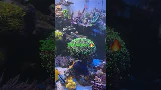 reef coral reeftank reefing [upl. by Savell]