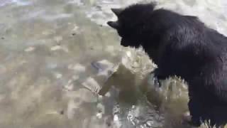 Schipperke dog meets a fish [upl. by Jacoba510]