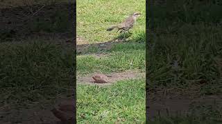 Sinsonte calandria Mimus saturninus  The chalkbrowed mockingbird Mimus saturninus [upl. by Tarabar82]