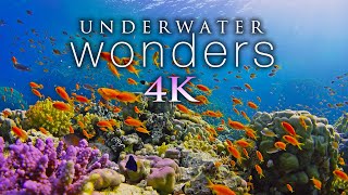 11 HOURS of 4K Underwater Wonders  Relaxing Music  Coral Reefs amp Colorful Sea Life in UHD [upl. by Kiah305]