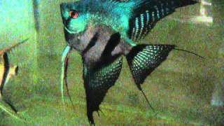 Pterophyllum scalare Pinoy Ghost Angelfish [upl. by Moshell517]