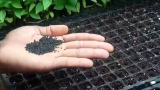 How to Sow ONION SEEDS in Seed TraysJamaica [upl. by Aeslahc]