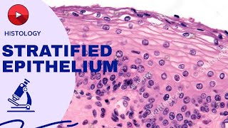 STRATIFIED EPITHELIUM  SLIDE DISCUSSIONS  HISTOLOGY [upl. by Tattan]