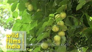 Passion fruit Passiflora edulis in South India [upl. by Harriott]