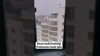 Dose pet kedi tülü poliüretan kedi sineklik  görüntüyü keser mi [upl. by Doloritas125]