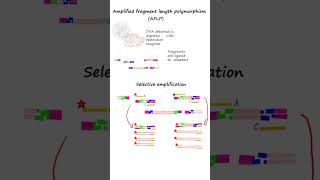 AFLP or Amplified fragment length polymorphism analysis dnafingerprinting genetics [upl. by Geibel713]