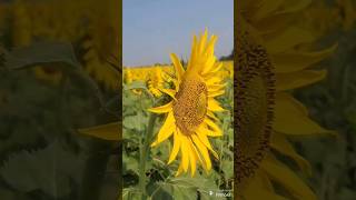 sunflower agriculture afo banking farming farmer [upl. by Risteau]