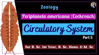 Periplaneta americana cockroach  Circulatory System  Part 5  Zoology  B Sc Ist Year [upl. by Aalst448]