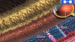 Rods vs Cones photoreceptors physiology functions and anatomy [upl. by Dinin670]