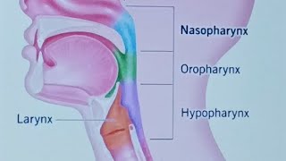 GIT Lecture 7 PHARYNX [upl. by Wight]