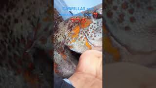 cabrillas me sorprendieron me picaron de imprevisto playa pesca mar carnada krill cabrilla [upl. by Toomay]