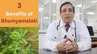 3 Benefits of Bhumyamalaki Phyllanthus niruri [upl. by Nilreb]