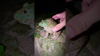 Big frog jump makes you laugh  Catch frogs video funny  Catch frog for fun  Tep longheng funny [upl. by Fiske360]