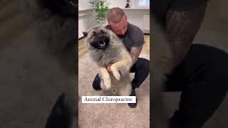 Laugh Out Loud with Hilarious Dog Moments  Dog Chiropractors Secret to Canine Happiness [upl. by Wilone]