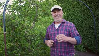 Tips to control codling moth and protect your fruit trees [upl. by Noral]