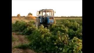 Tractor Trabajando El Tractorista del Ebro cruza las viñas en Argamasilla de Alba [upl. by Kaleb]