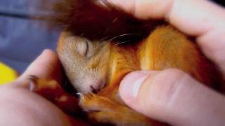 Sleepy Itza  red squirrel baby [upl. by Nyrehtak814]