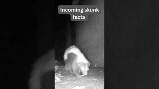 Fun skunk facts skunk skunks trailcam funfacts backyardanimals backyardwildlife skunked [upl. by Llejk382]