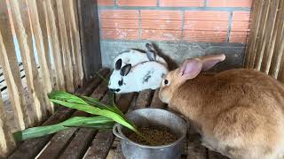 CRIAÇÃO DE COELHOS GIGANTES RAÇA FLANDRES E BORBOLETA [upl. by Brecher285]