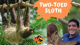 TwoToed Sloths Unveiled The Ultimate Guide to Natures Delightful Dose of Slow Motion [upl. by Edia]