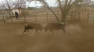 Nguni Bull fighting for territory [upl. by Aihn388]