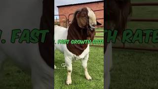 boer goat breed full information [upl. by Aicirtel]