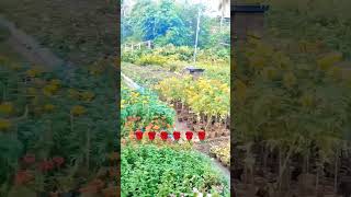 ফুলেরও বাসর সাজাও বনে phulero basor sajao boneshort video [upl. by Soph337]