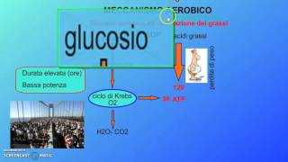 Il metabolismo nellesercizio fisico seconda parte [upl. by Oigaib]