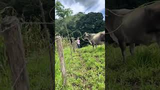 Tem o cd do laço cavalo horse amorporcavalos cavalos amocavalos fazenda [upl. by Alderson504]