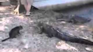 Un chat se bat contre des crocodiles [upl. by Guenevere]