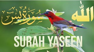 Surah Yaseen Full HD by QARI MUHAMMAD ZUBAIR tilawat Yaseen sharif beautiful Voice [upl. by Mundy]