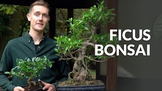 Ficus Bonsai tree care [upl. by Atik]