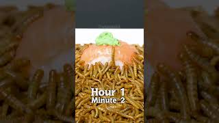 Spicy Wasabi on Sushi vs Mealworms [upl. by Inna]