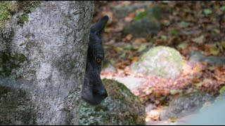 Les loups  Cochon Lapin Chèvre [upl. by Burack]