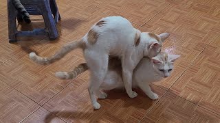 Amazing Male Cat Try To Mate With Female Cat [upl. by Hiamerej445]