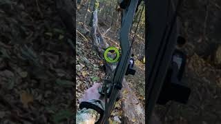 This shot was CRAZY Whitetail from the ground Full video linked shorts bowhunting archery [upl. by Gebler]