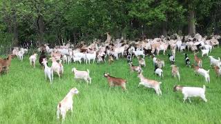 Our Big Goat Herd Going to Work [upl. by Rape]