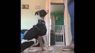 Whippet Puppy Training On Lead [upl. by Uolymme]