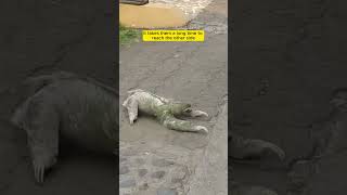 Sloth Crossing the Road – Kind Stranger Steps In to Helpquot [upl. by Cozmo]