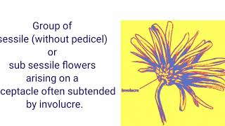 RACEMOSE INFLORESCENCEBASED ON MAIN AXIS FLATTENED [upl. by Natanoj]