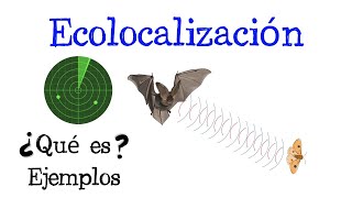 🦇 ¿Qué es la Ecolocalización 📍 Fácil y Rápido  BIOLOGÍA [upl. by Kraul418]