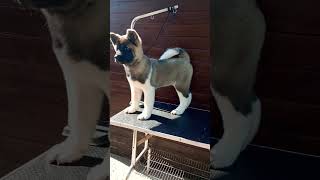 American Akita Puppy 🐶 ❤️ akita americanakita dog [upl. by Grussing]