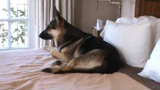 My german shepherd takes over the bed [upl. by Alebasi]