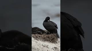 Cormorant feeding Young [upl. by Tur469]