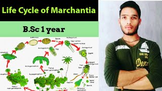 Life cycle of Marchantia  thallus structure and reproduction in Marchantia [upl. by Kantor]