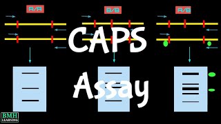 Cleaved Amplified Polymorphic Sequence Assay  CAPS Assay [upl. by Eanahc569]