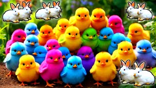 Colorful Chickens World Cute Chickens Rainbows Chickens Cute Ducks Cat Rabbit Cute Animals [upl. by Alol]