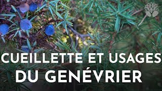 Cueillette et usages du genévrier commun Juniperus communis [upl. by Bourgeois97]