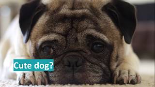 BreedtoBreathe  Health and welfare of brachycephalic dogs [upl. by Ormand]